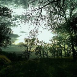 Trees on landscape against cloudy sky