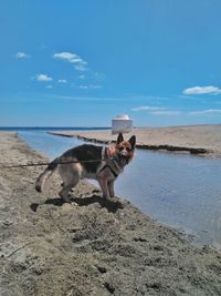 Full length of dog on beach against sky