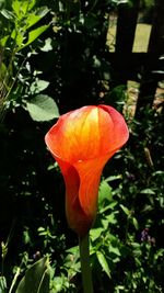 Close-up of orange flower blooming outdoors