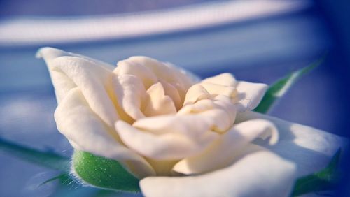 Close-up of white rose blooming outdoors