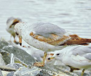 Seagulls perching on rock at lake