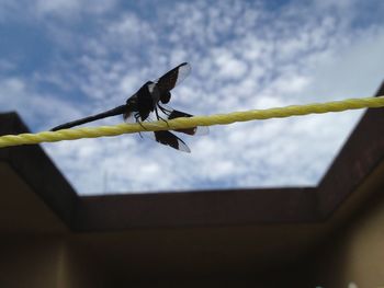 Low angle view of bird perching on pole against sky