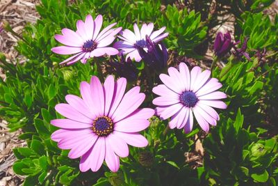 Close-up of pink flowers