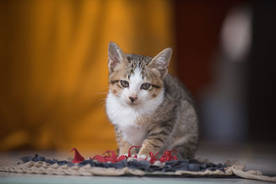 Close-up portrait of cat on the floor