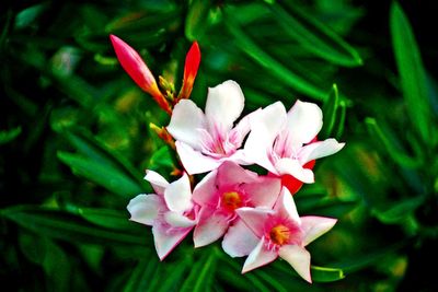 Close-up of pink flowers blooming outdoors