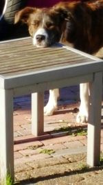 Close-up portrait of dog