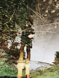 Reflection of trees in puddle