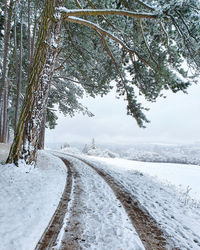 Snow covered road amidst trees during winter