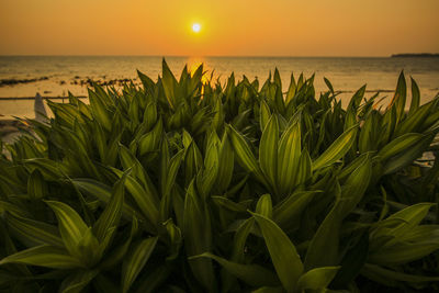 Close-up of plants against sea during sunset