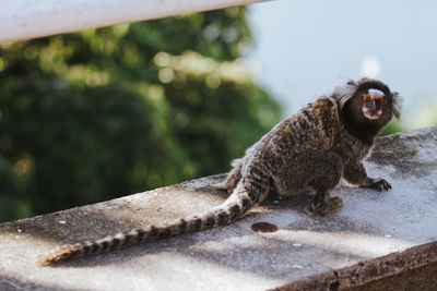 Marmoset relaxing on retaining wall