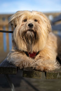 Close-up portrait of a dog