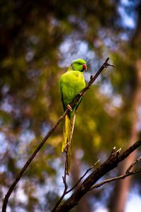 Low angle view of bird perching on branch