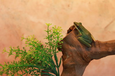 Close-up of lizard eating plant