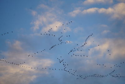 Low angle view of birds flying against sky