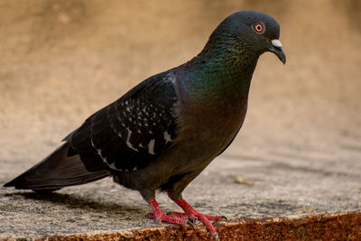 Close-up of pigeon