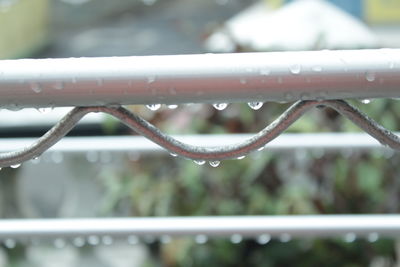 Close-up of wet plant during rainy season