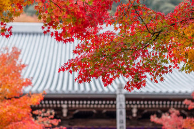 Low angle view of tree by building during autumn