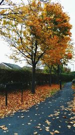 Autumn leaves on road