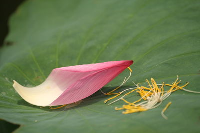 Close-up of pink lotus
