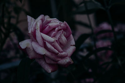 Close-up of pink rose