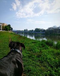 Dog on grassland