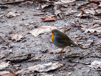 Bird perching on a tree
