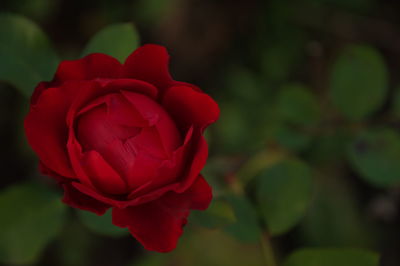 Close-up of red rose