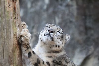 Close-up of a tree trunk in zoo