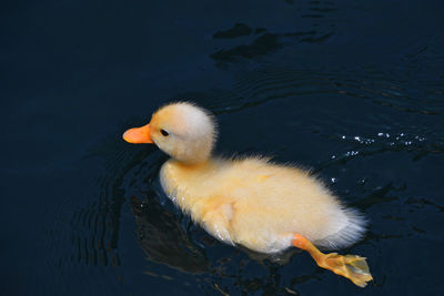 High angle view of duck swimming in lake