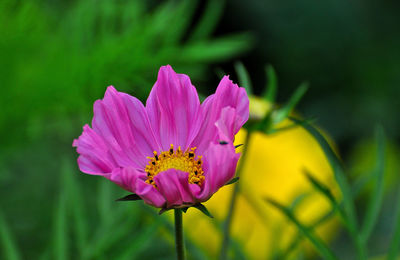 Close-up of pink flower