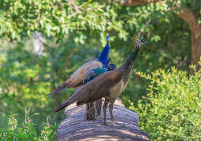 Bird perching on a tree