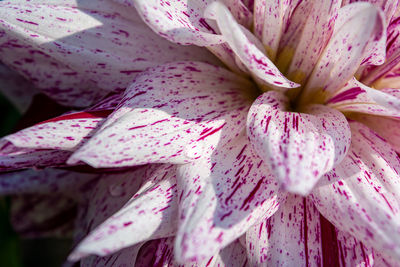 Full frame shot of pink flower petals