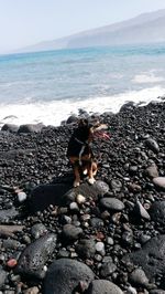 Dog standing on beach against sky