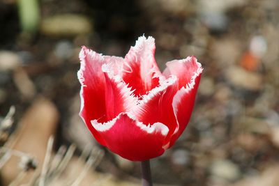 Close-up of red rose