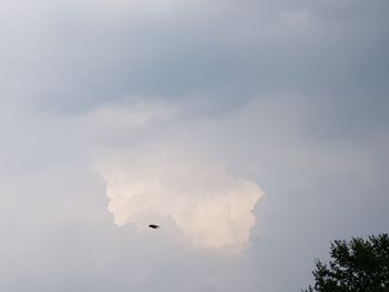 Low angle view of birds flying in sky