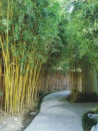 Narrow road along trees in forest