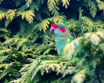 Close-up of parrot perching on plant