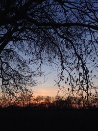 Silhouette of trees at sunset