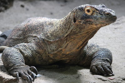 Close-up of lizard on field