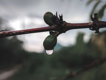 Close-up of wet plant growing on tree