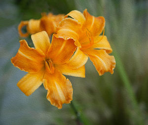 Close-up of day lily blooming outdoors