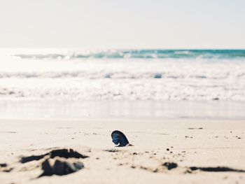 Close-up of lizard on beach against sky