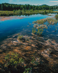 Aerial view of lake in forest