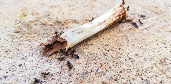 High angle view of insect on sand