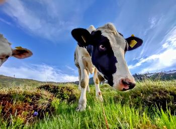 Cows in a field