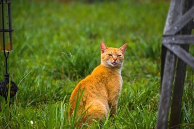 Portrait of ginger cat