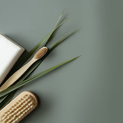 High angle view of plant against white background
