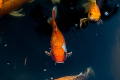 Close-up of fish swimming in sea