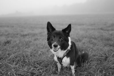 Portrait of dog on field