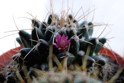 Close-up of flowers